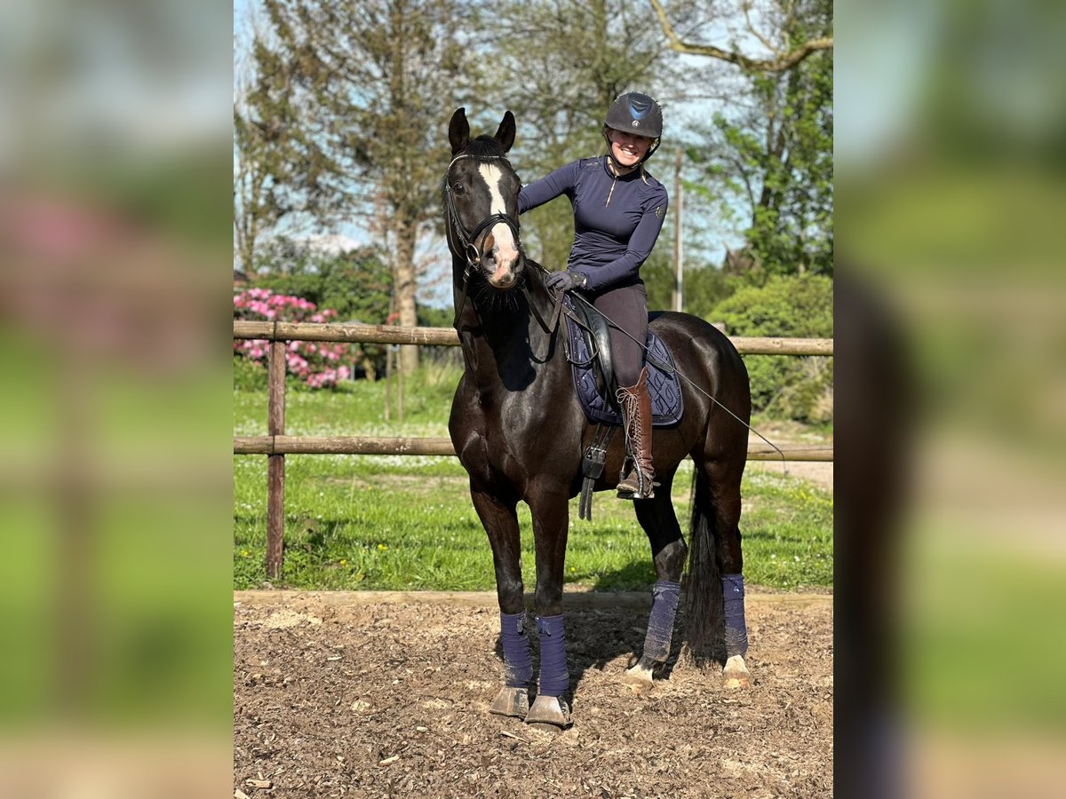 Oldenburg Gelding 7 years 16,1 hh in Osten