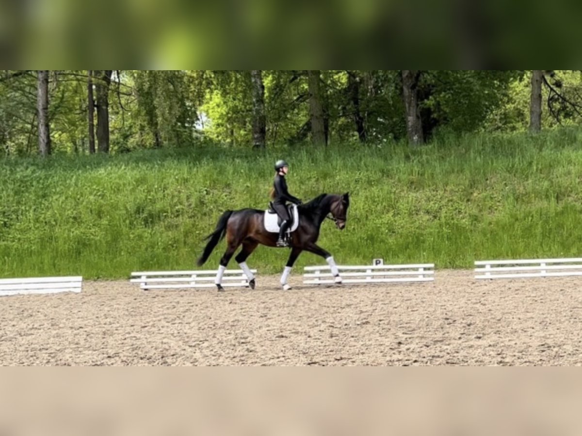 Oldenburg Gelding 7 years 16,2 hh Bay-Dark in Großostheim