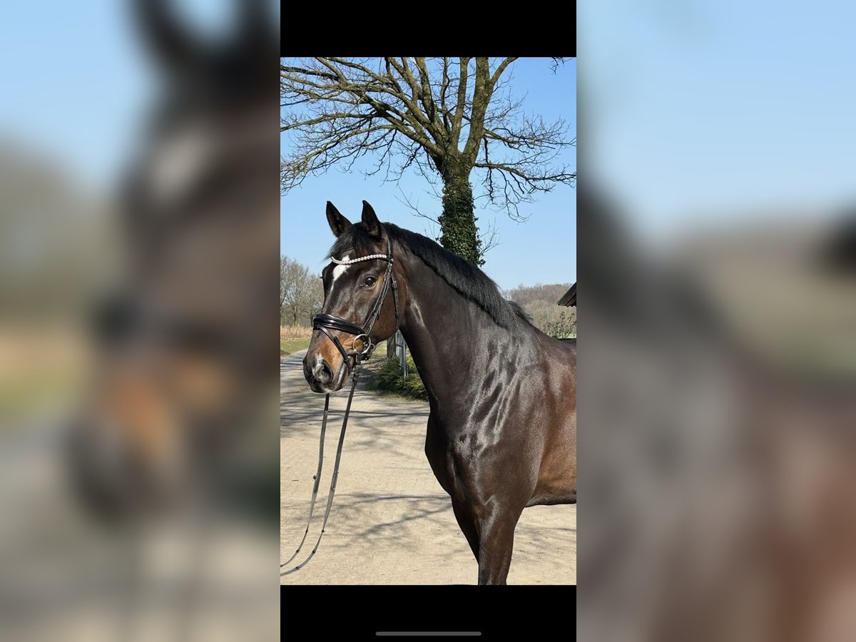 Oldenburg Gelding 7 years 16,2 hh Brown in Ibbenb&#xFC;ren