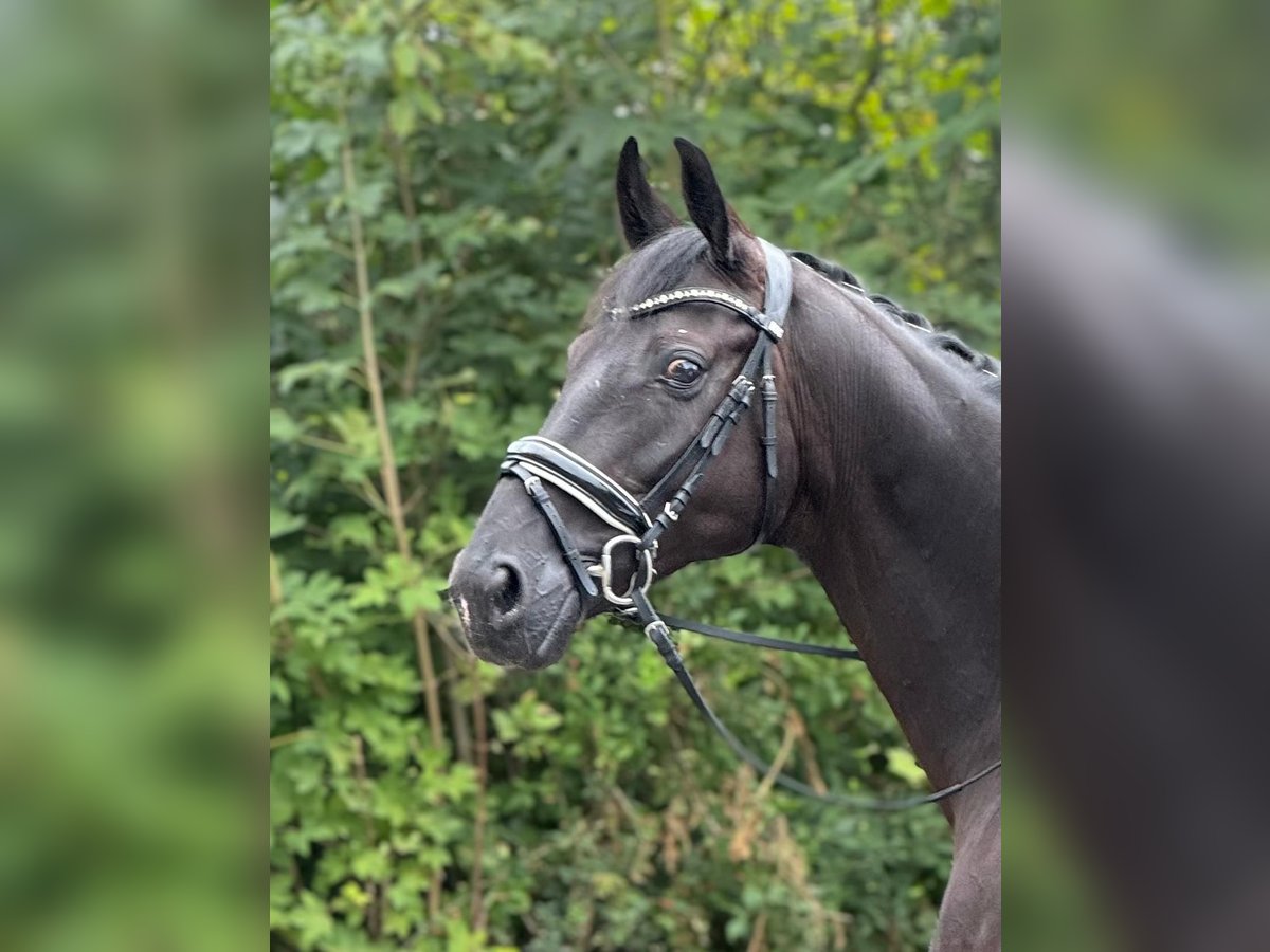 Oldenburg Gelding 7 years 16,3 hh Black in Obergösgen