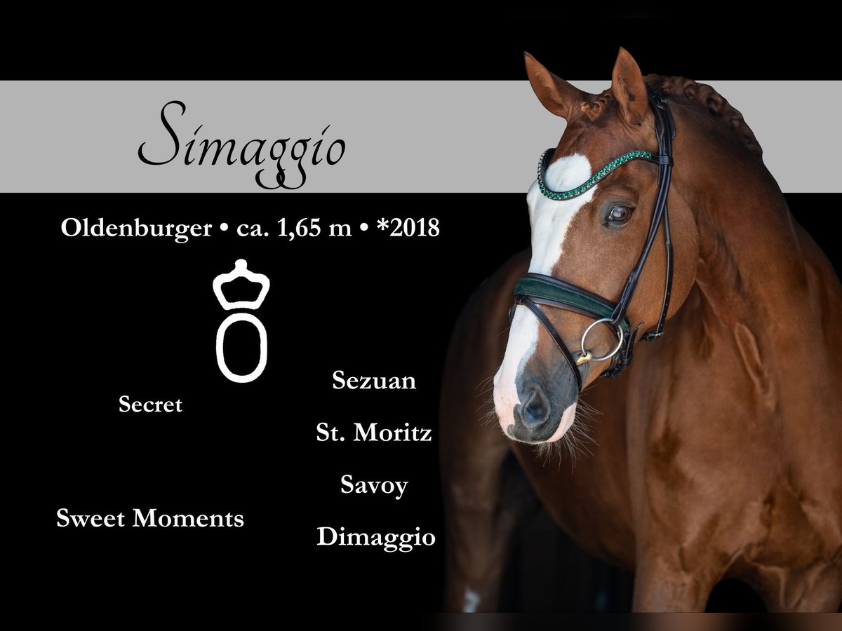 Oldenburg Gelding 7 years 16 hh Chestnut-Red in Wehringen