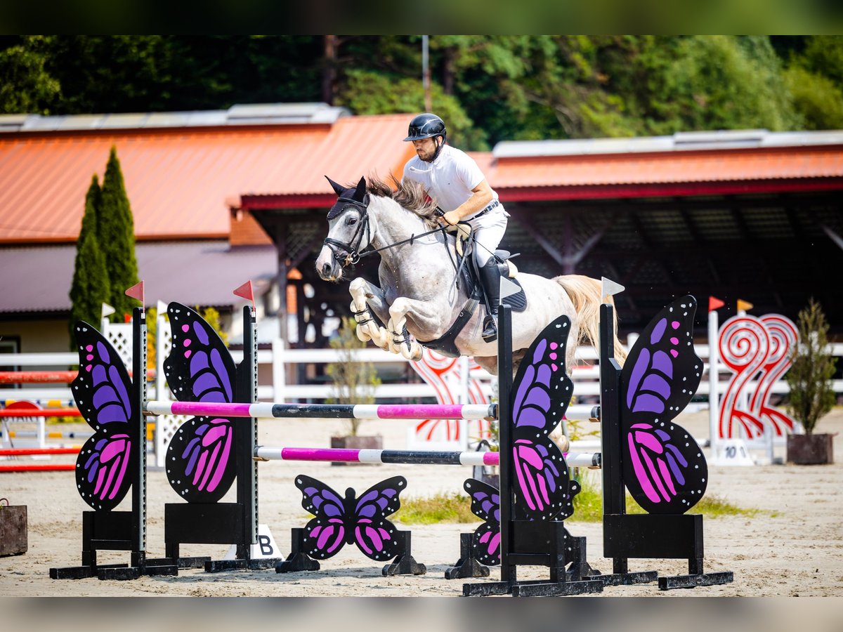 Oldenburg Gelding 7 years 16 hh Gray in Palikówka