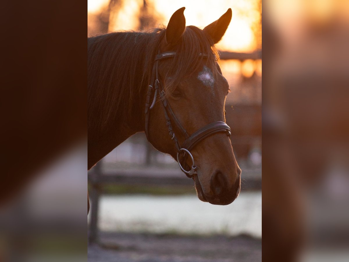Oldenburg Gelding 7 years 16,1 hh Brown in Visselh&#xF6;vede