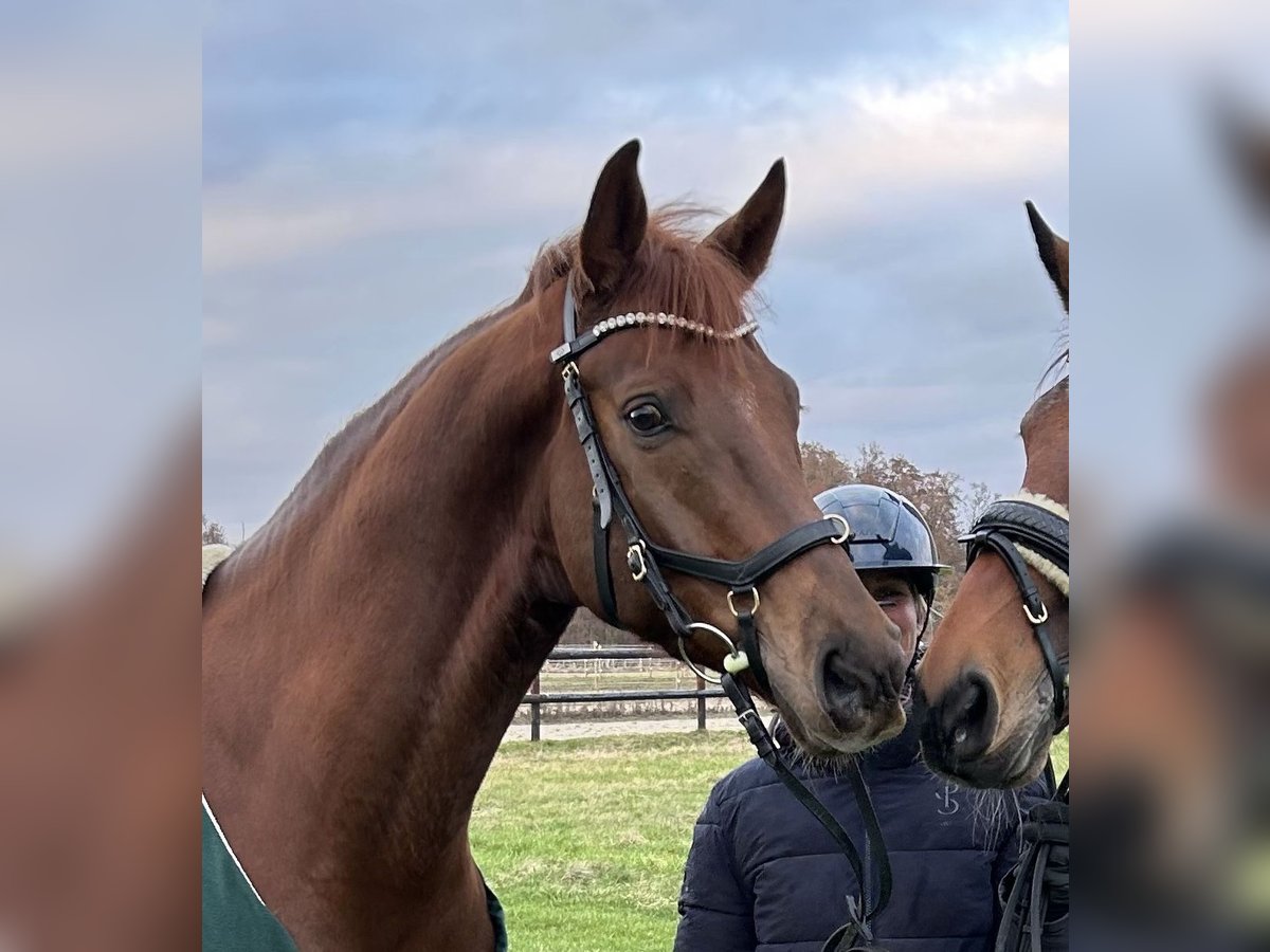 Oldenburg Gelding 7 years 16,1 hh Chestnut in Dallgow-D&#xF6;beritz