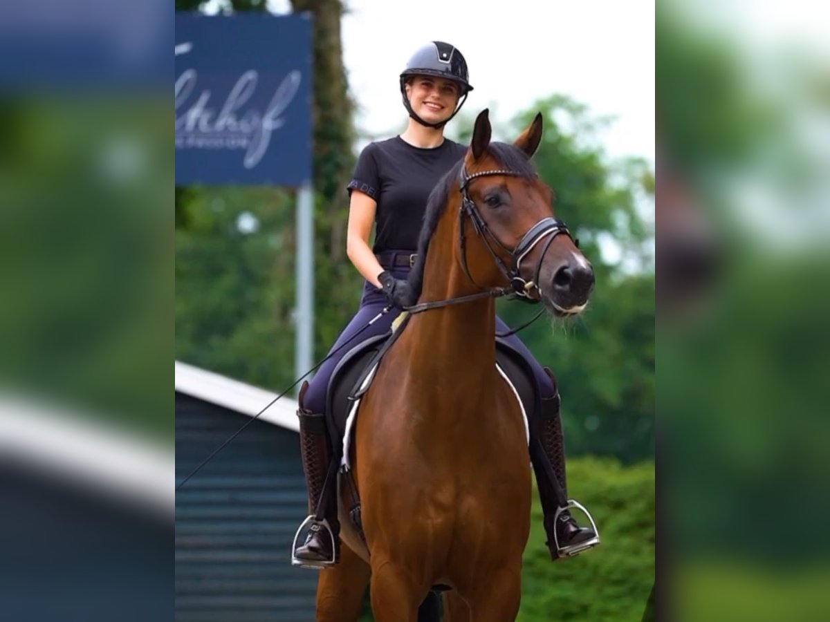 Oldenburg Gelding 7 years 17,1 hh Brown in Gölenkamp