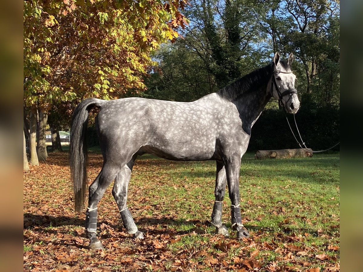 Oldenburg Gelding 7 years 17,1 hh Gray in Cadorago