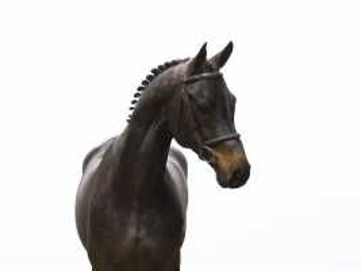 Oldenburg Gelding 7 years 17 hh Bay-Dark in Waddinxveen