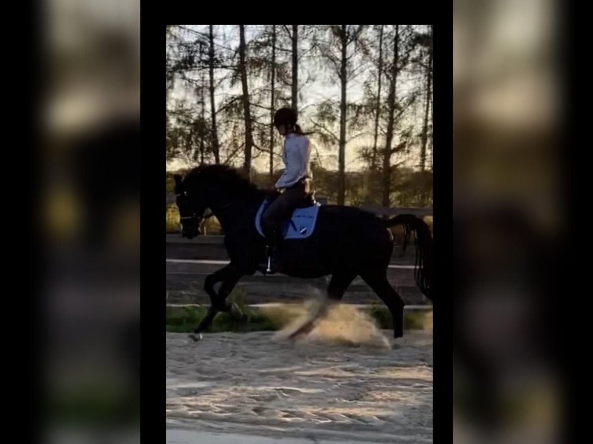 Oldenburg Gelding 7 years 17 hh Black in Neuenkirchen