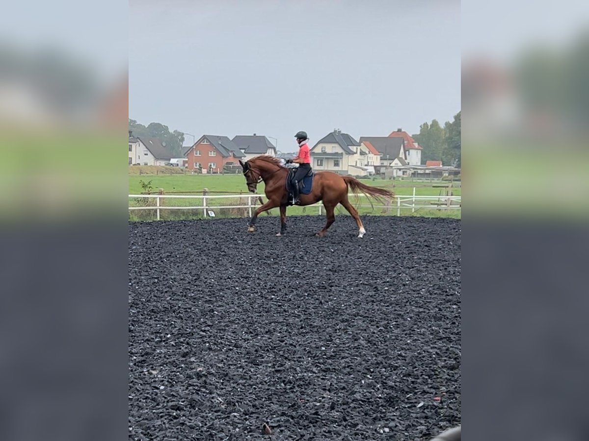 Oldenburg Gelding 7 years 17,1 hh Chestnut-Red in Holdorf