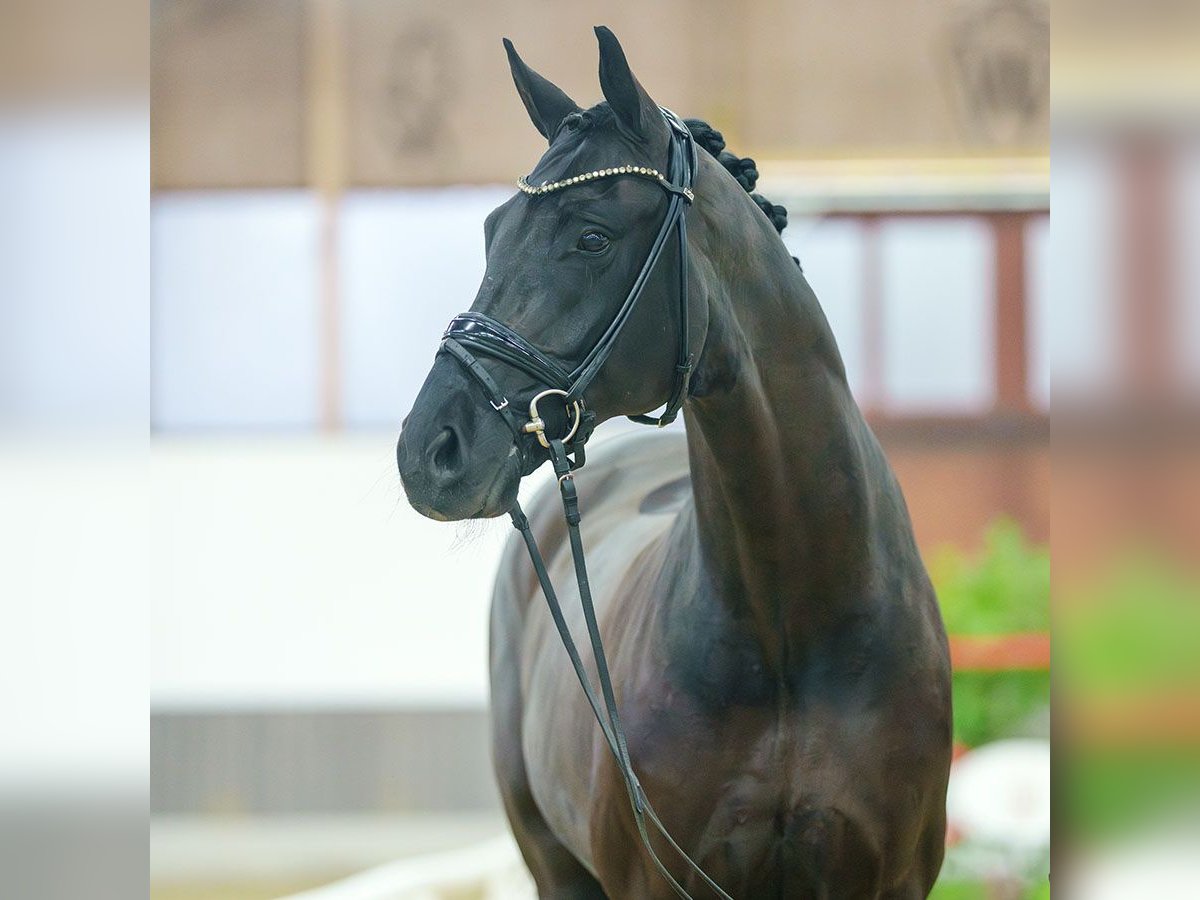 Oldenburg Gelding 7 years Black in Münster-Handorf