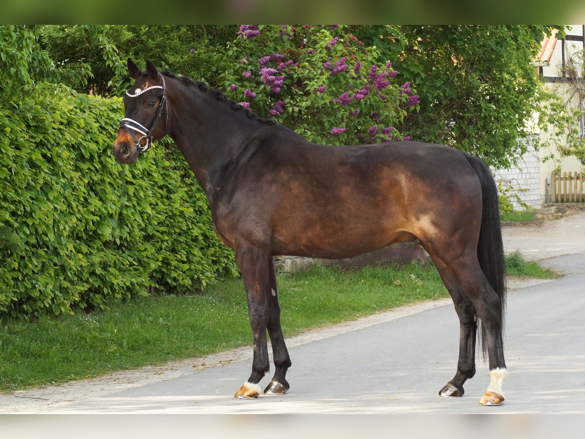 Oldenburg Gelding 8 years 16,1 hh Bay-Dark in Gleichen