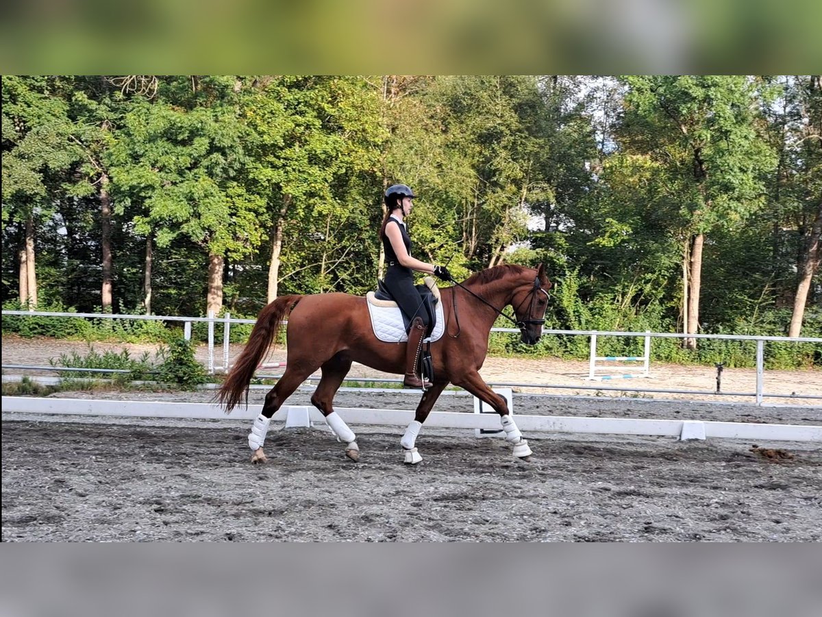 Oldenburg Gelding 8 years 16,1 hh Chestnut in Alberndorf in der Riedmark