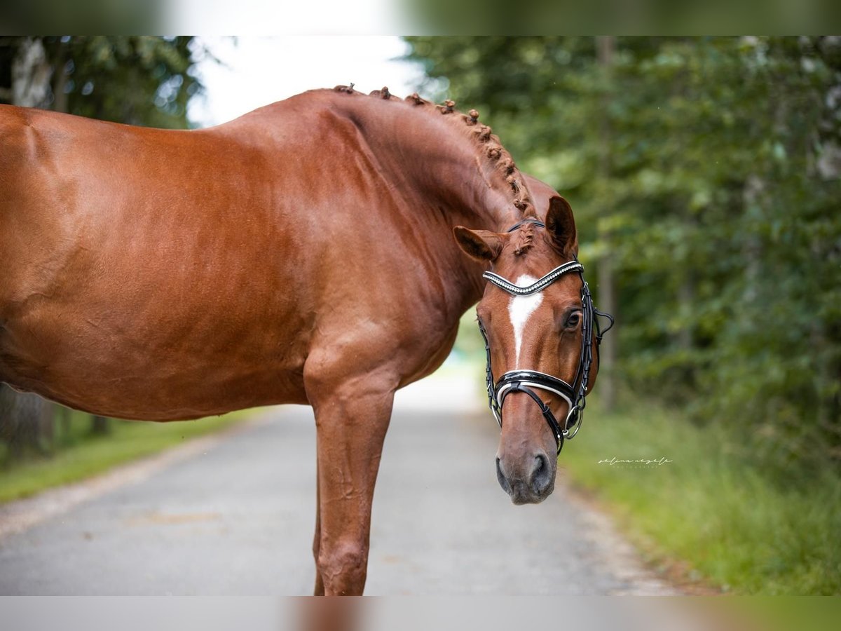 Oldenburg Gelding 8 years 16,1 hh Chestnut-Red in Krumbach