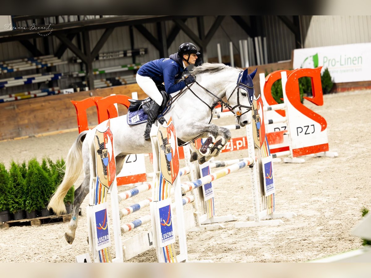 Oldenburg Gelding 8 years 16,1 hh Gray in Stary Gołębin