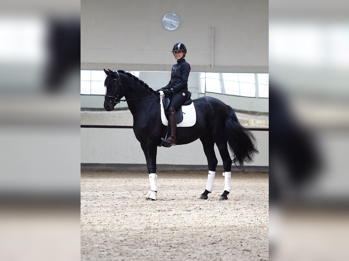 Oldenburg Gelding 8 years 16,2 hh Black in Stade