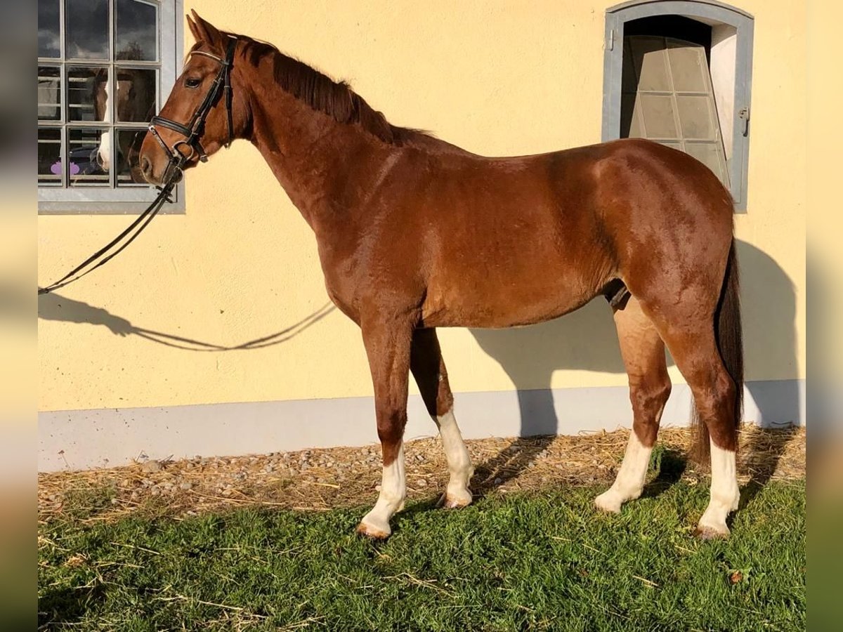 Oldenburg Gelding 8 years 16,2 hh Chestnut-Red in Allershausen