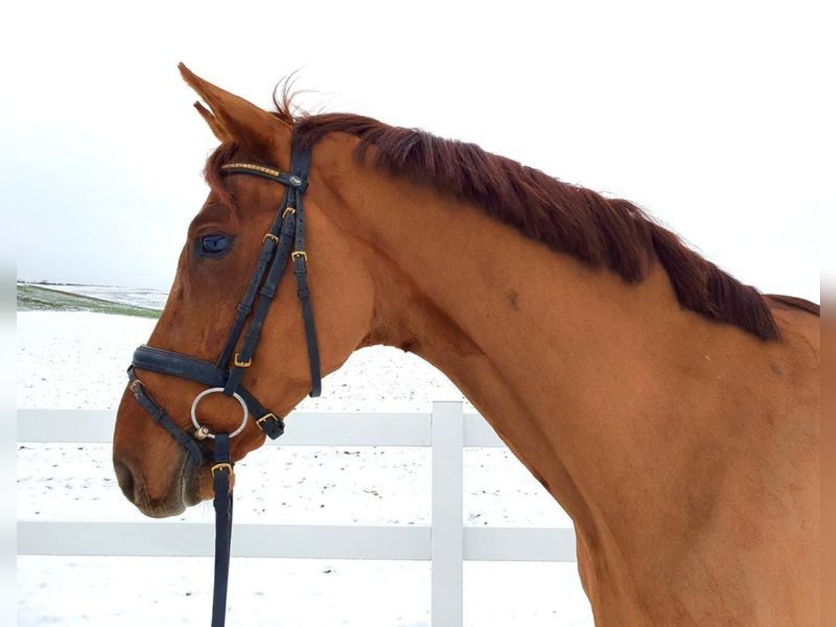 Oldenburg Gelding 8 years 16,2 hh Chestnut-Red in Allershausen