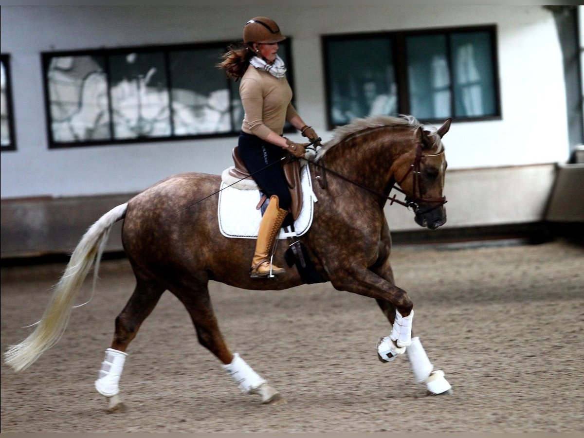 Oldenburg Gelding 8 years 16,2 hh Palomino in Aachen