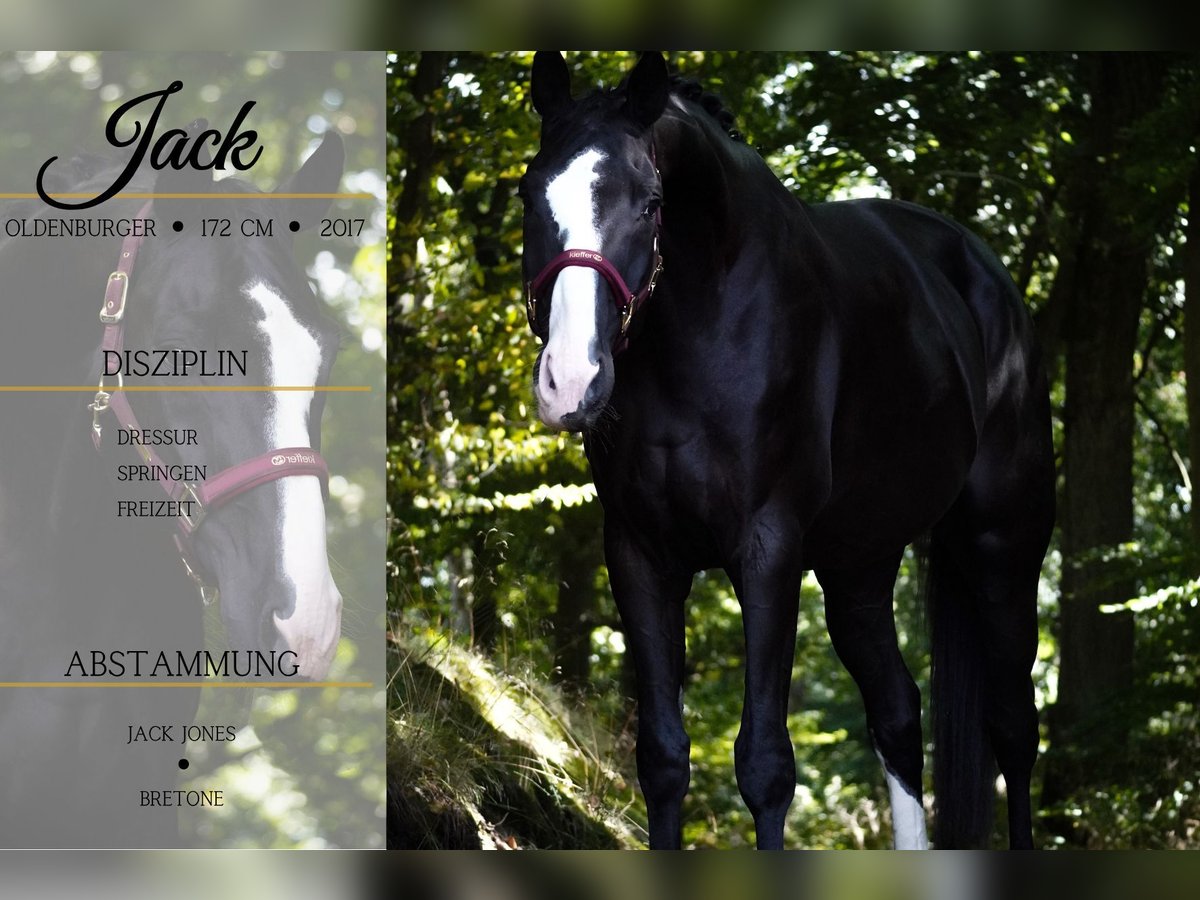 Oldenburg Gelding 8 years 16,3 hh Black in Nettersheim