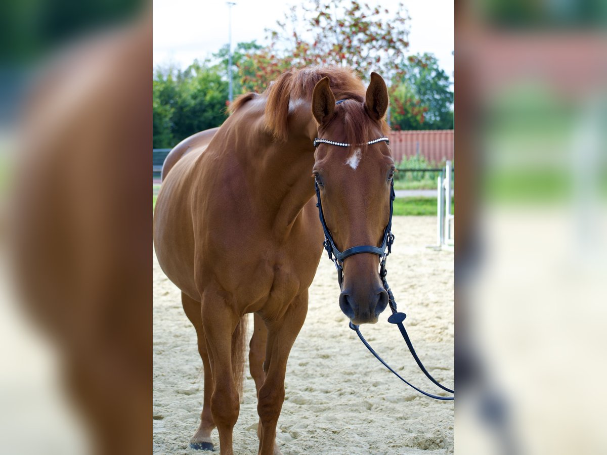 Oldenburg Gelding 8 years 16,3 hh Chestnut in Halver