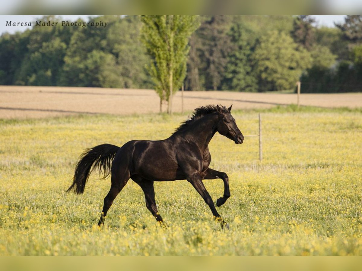 Oldenburg Gelding 8 years 16 hh Black in Ulm