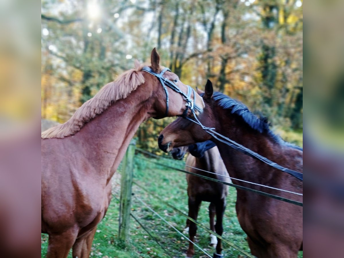 Oldenburg Gelding 8 years 16,1 hh Chestnut-Red in Barenburg