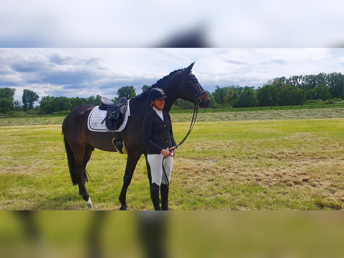 Oldenburg Gelding 8 years 16,2 hh Bay-Dark in H&#xF6;chst im Odenwald