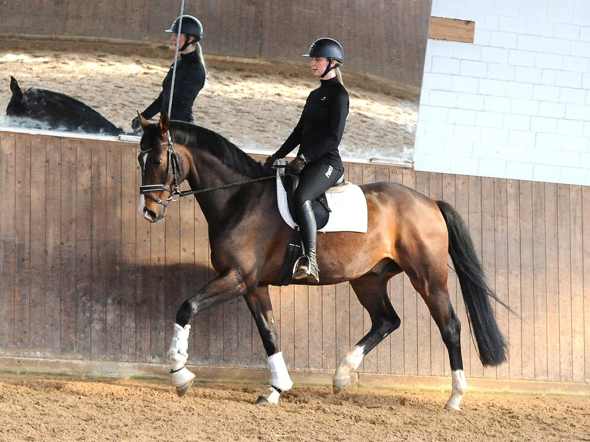 Oldenburg Gelding 8 years 16,2 hh Brown in Isernhagen