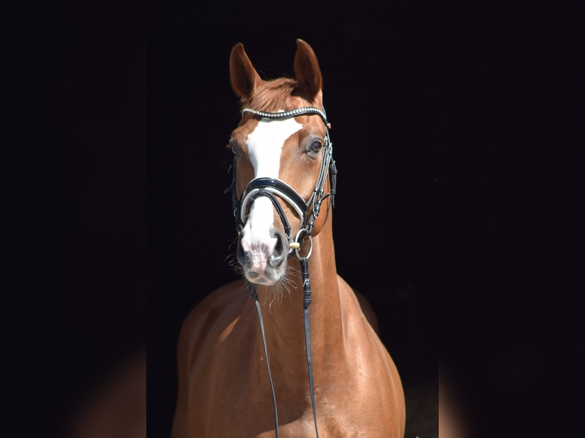 Oldenburg Gelding 8 years 16,2 hh Chestnut-Red in Herbstein