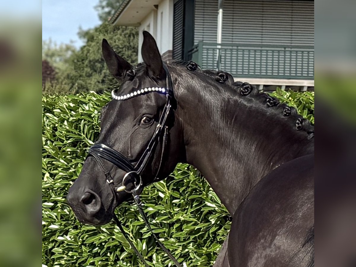 Oldenburg Gelding 8 years 16,3 hh Black in Visbek