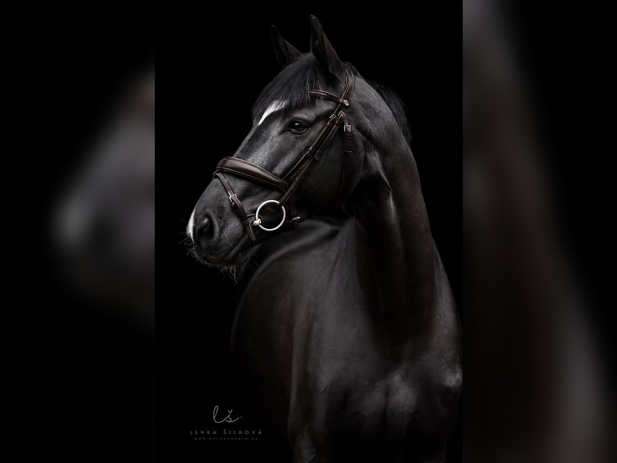 Oldenburg Gelding 8 years 16,3 hh Black in Královice