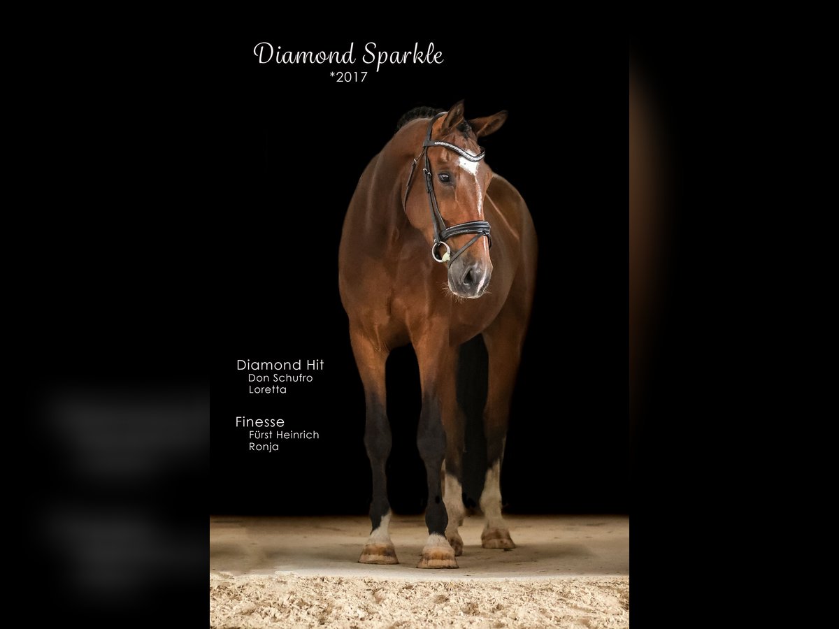 Oldenburg Gelding 8 years 16,3 hh Brown in Bodenkirchen