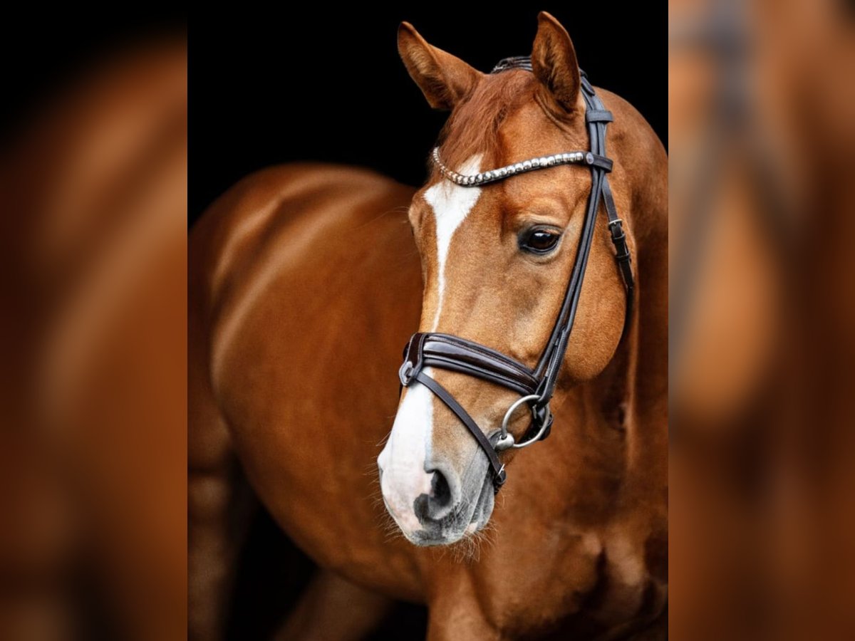 Oldenburg Gelding 8 years 16,3 hh Chestnut-Red in Handorf