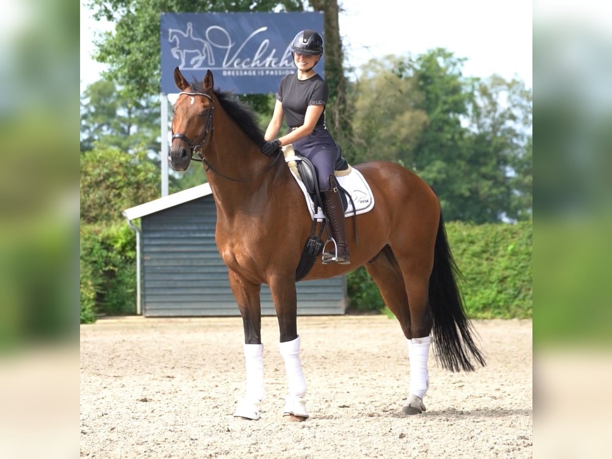 Oldenburg Gelding 8 years 17,2 hh Brown in Gölenkamp