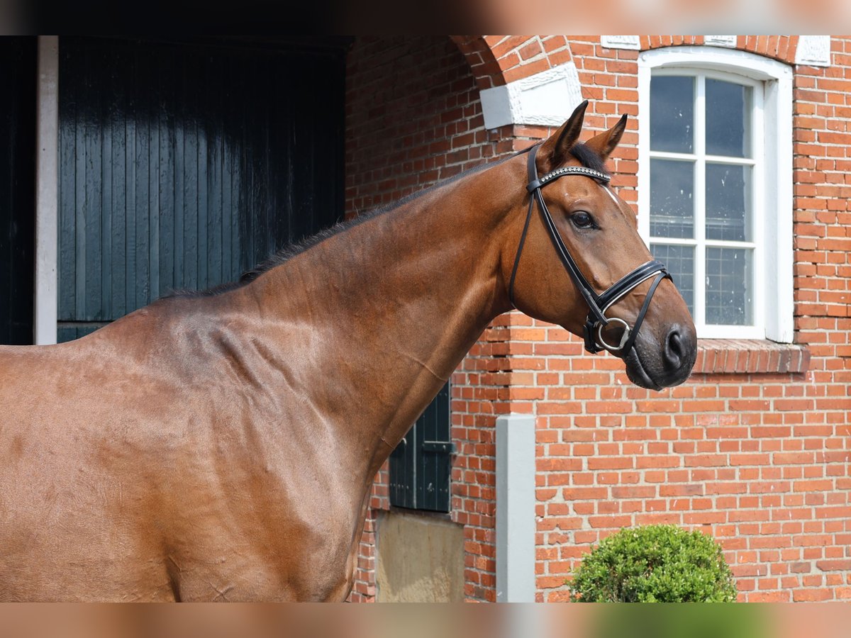 Oldenburg Gelding 8 years 17,2 hh Brown in Haftenkamp