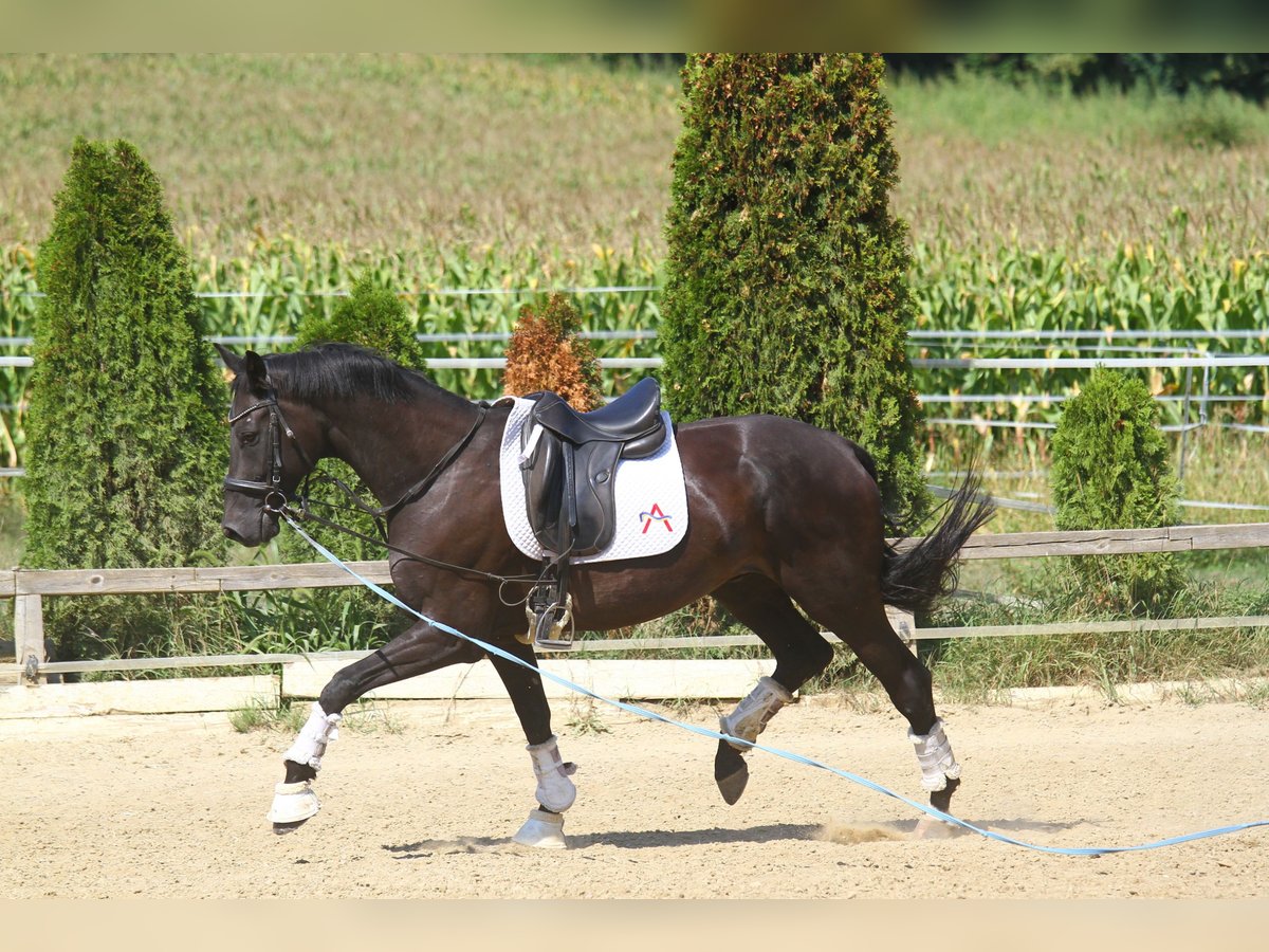 Oldenburg Gelding 8 years 17 hh Black in St Marein bei Graz