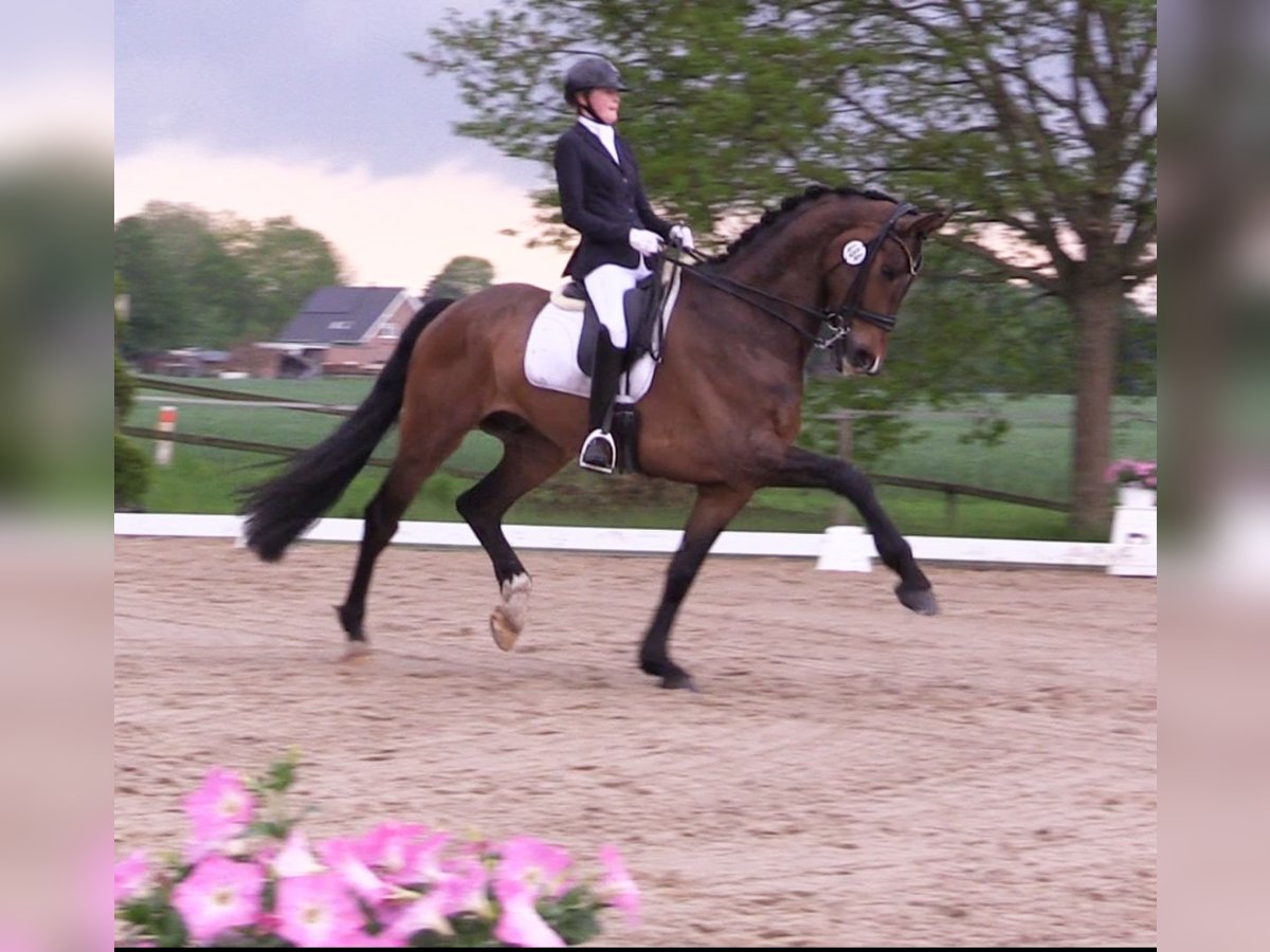 Oldenburg Gelding 8 years 17,2 hh Brown in Cloppenburg