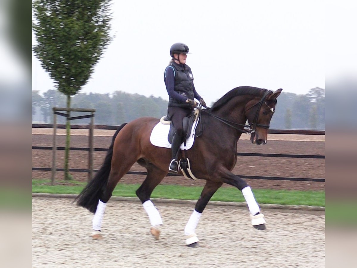 Oldenburg Gelding 8 years 17,2 hh Brown in Cloppenburg