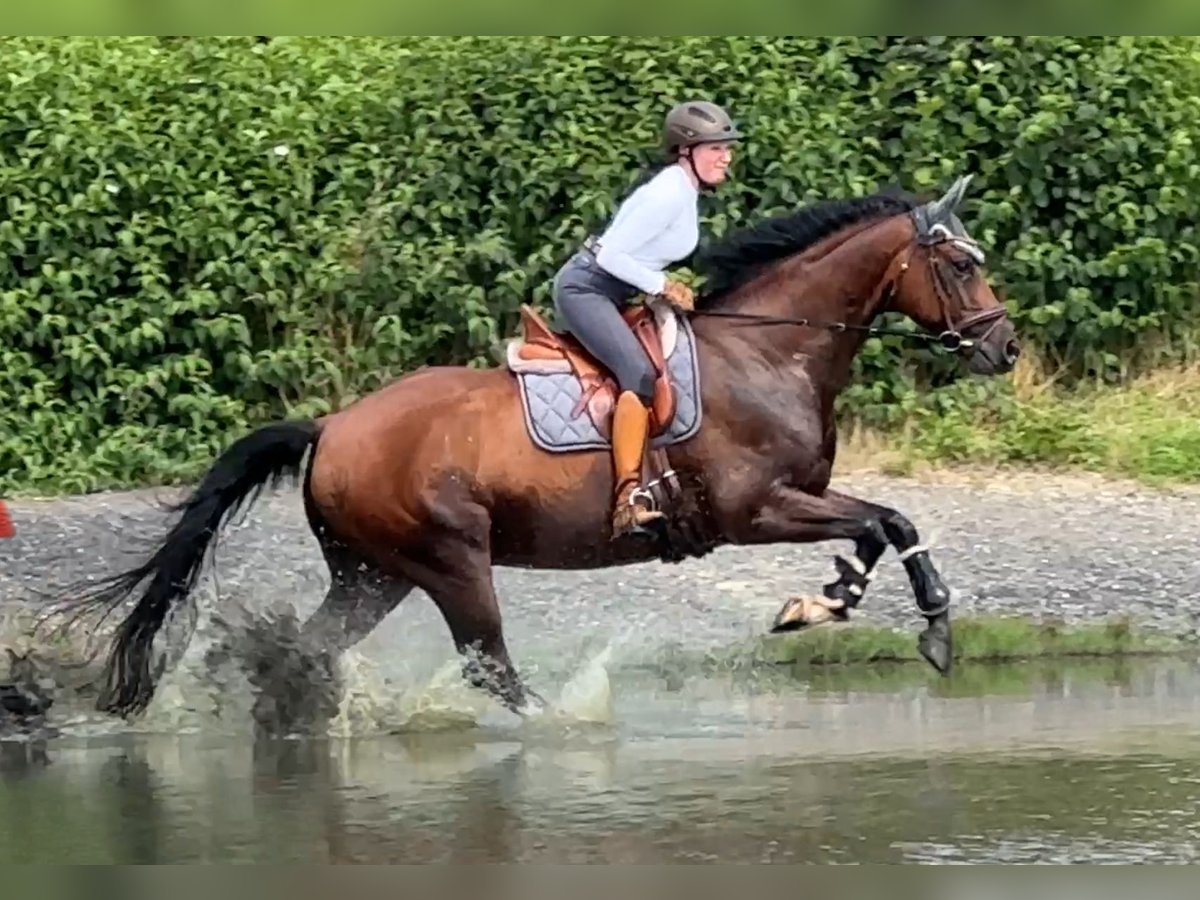 Oldenburg Gelding 9 years 16,1 hh Bay-Dark in Düsseldorf