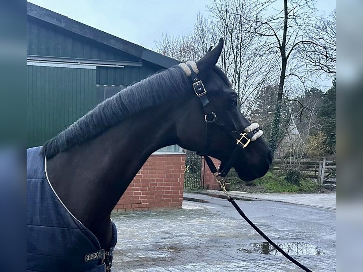 Oldenburg Gelding 9 years 16,1 hh Black in Lengerich (Lienen)