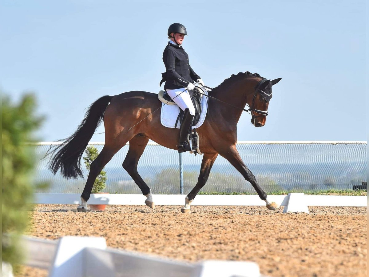 Oldenburg Gelding 9 years 16,1 hh Brown in Havlickuv Brod