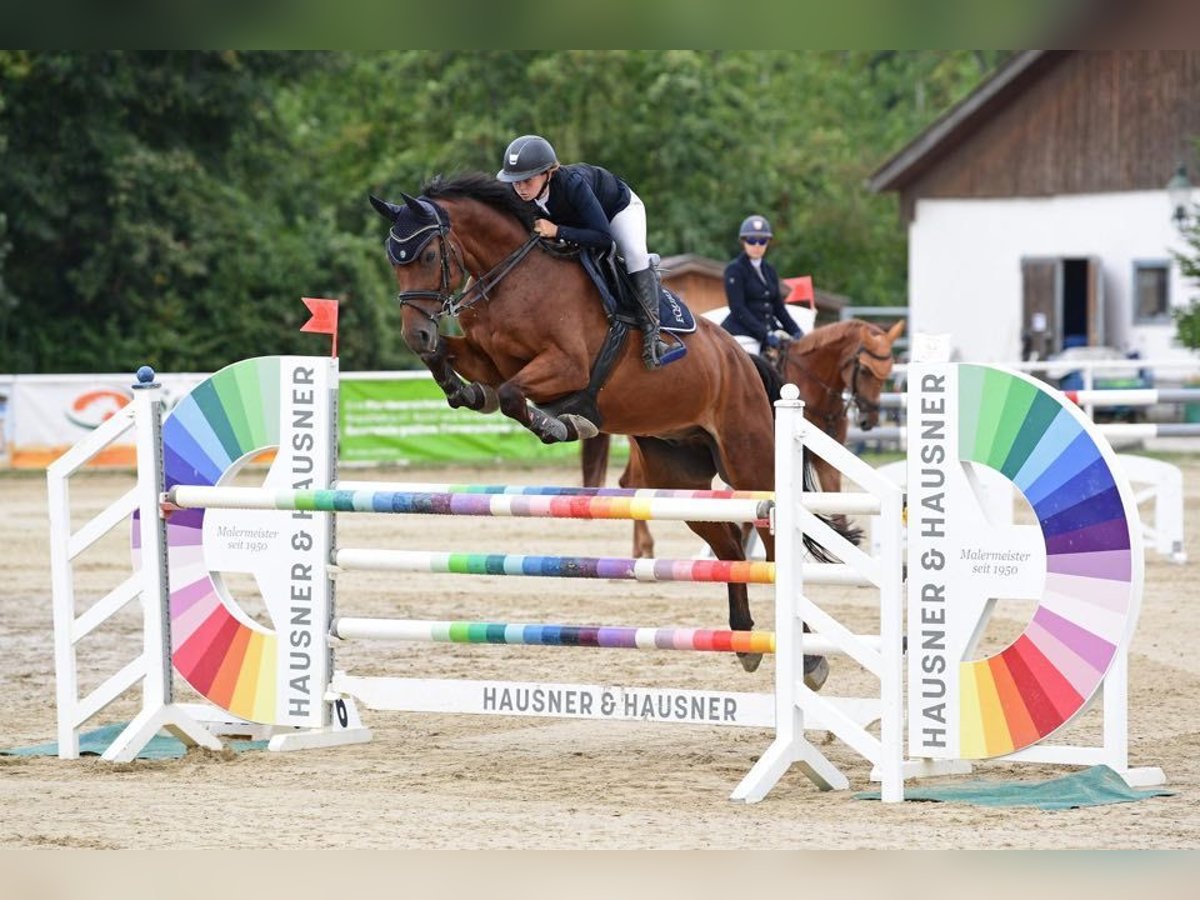 Oldenburg Gelding 9 years 16,1 hh Brown in Enzesfeld-Lindabrunn