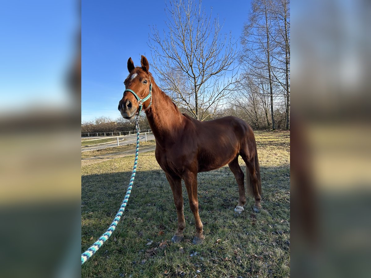 Oldenburg Gelding 9 years 16,1 hh Chestnut-Red in Gmünd