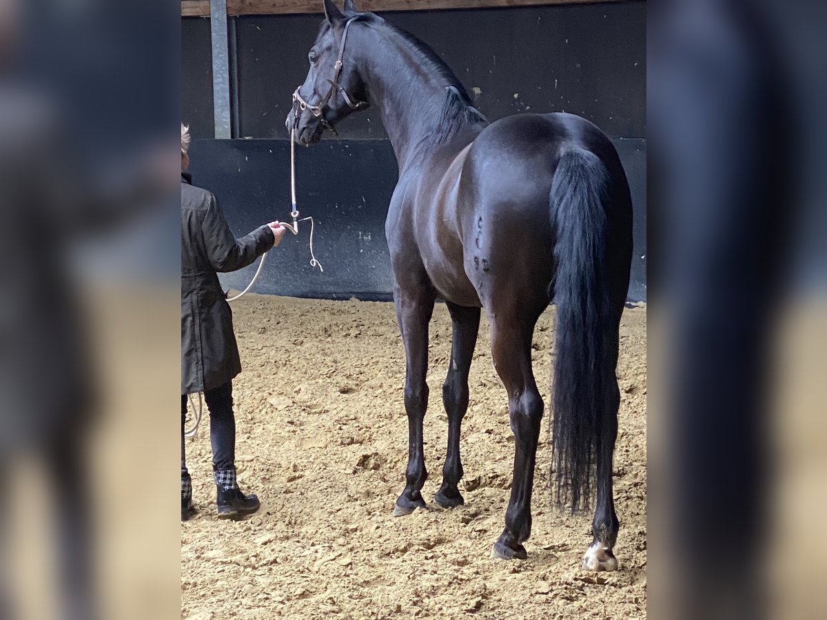 Oldenburg Gelding 9 years 16,2 hh Black in Bad Camberg