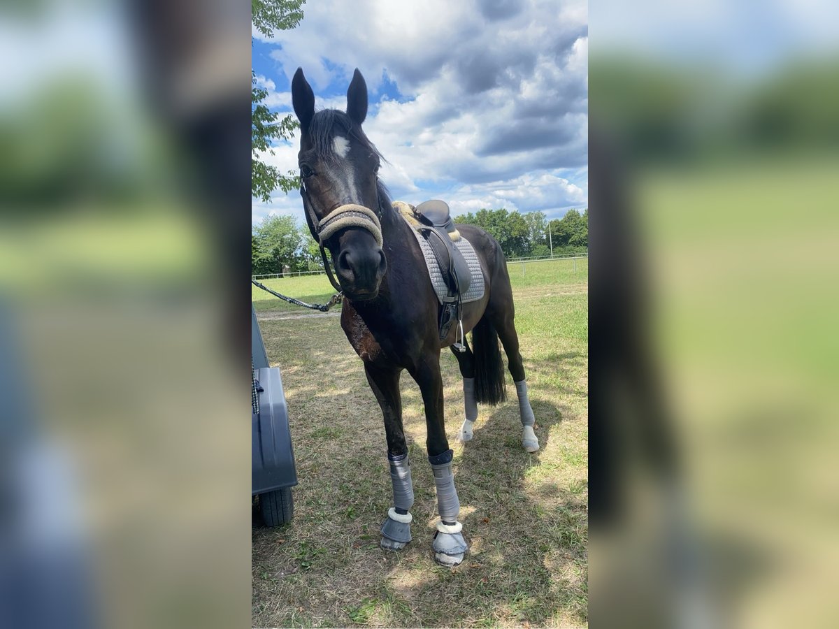 Oldenburg Gelding 9 years 16,2 hh Black in SchaafheimSchaafheim