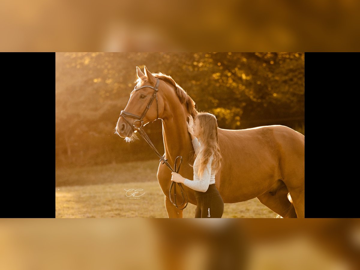 Oldenburg Gelding 9 years 16,2 hh Chestnut-Red in Satrup Oldenburg Gelding 9 years 16,2 hh Chestnut-Red in Satrup