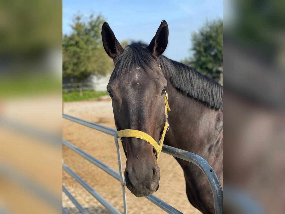 Oldenburg Gelding 9 years 16,3 hh Bay-Dark in Uttenweiler