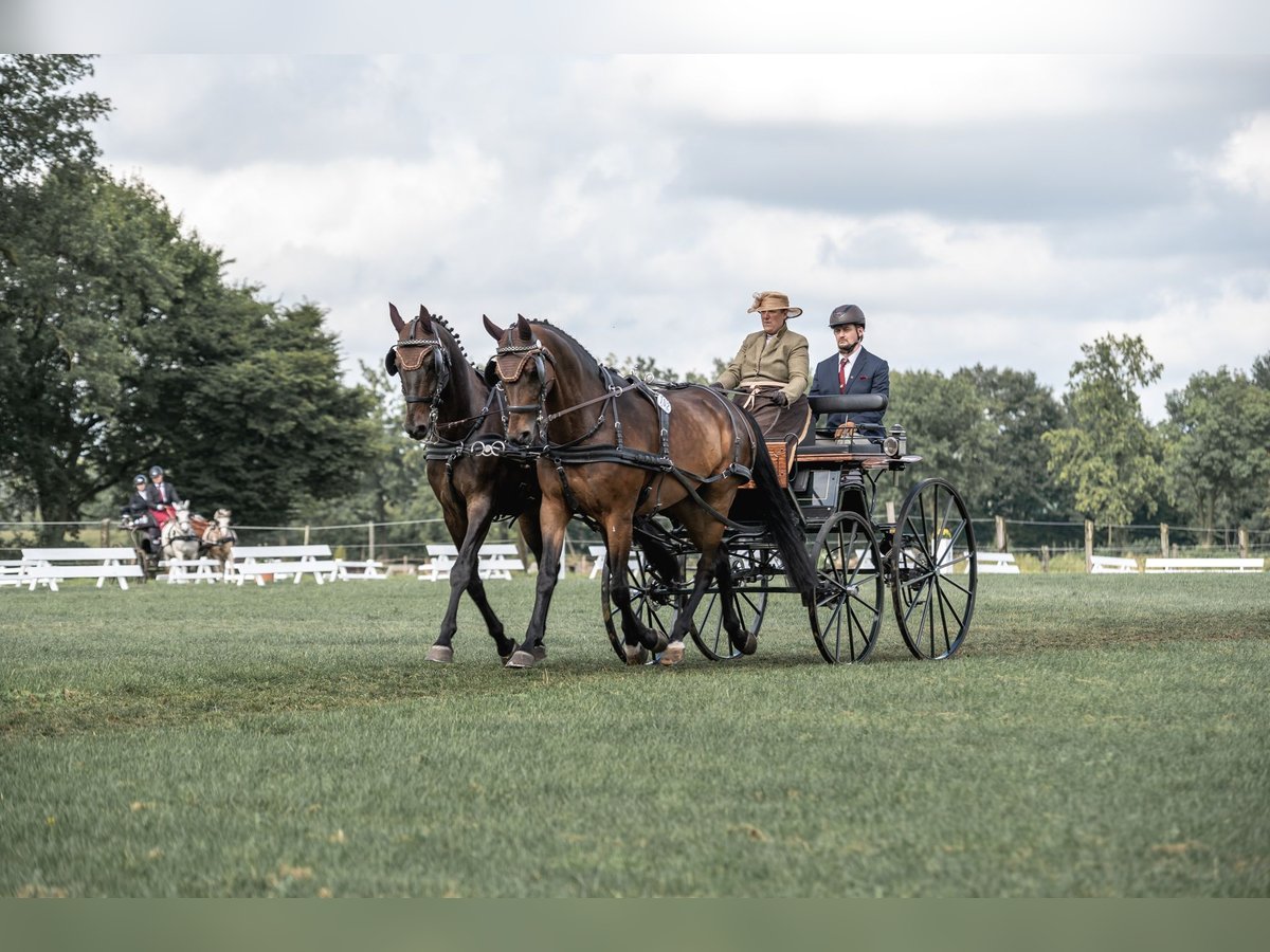 Oldenburg Gelding 9 years 16,3 hh Brown in Osnabr&#xFC;ck