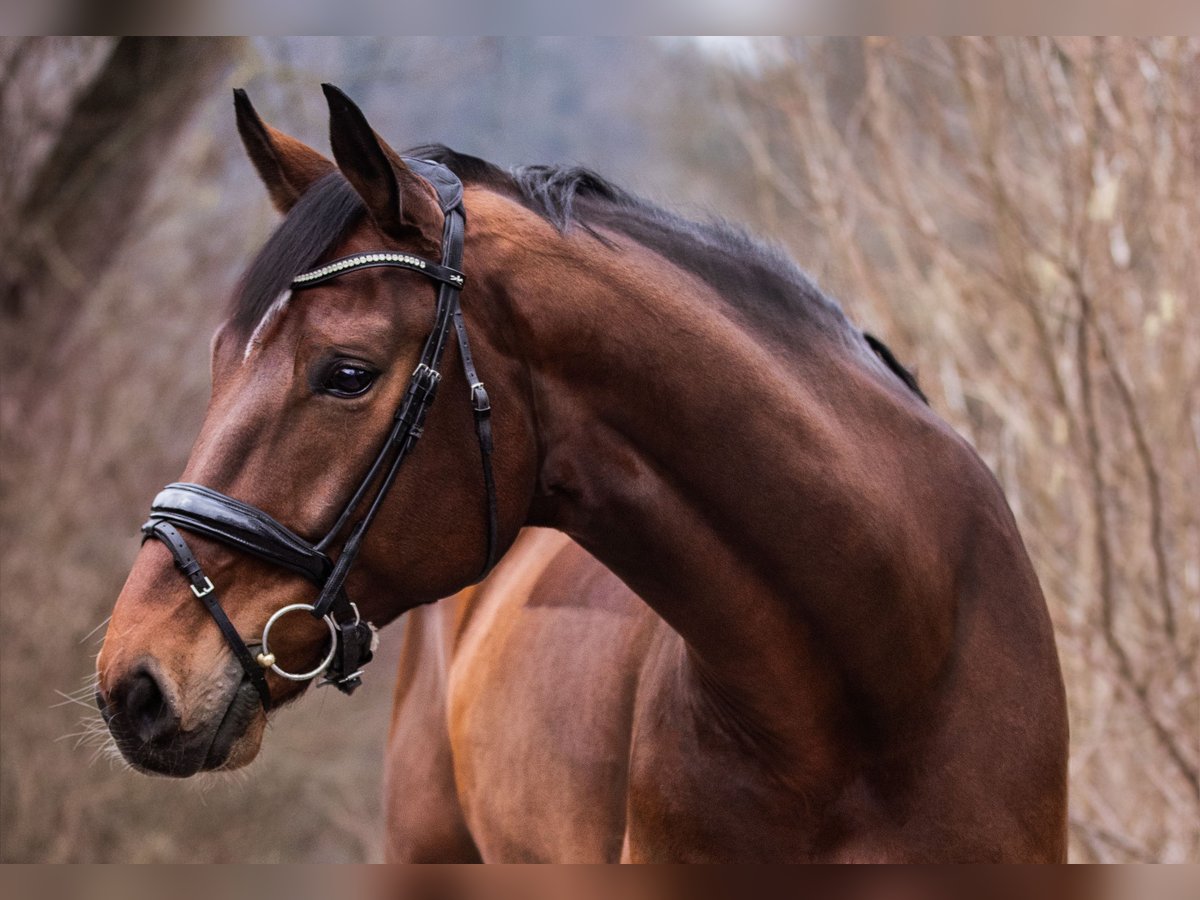 Oldenburg Gelding 9 years 17,1 hh Brown in Ubstadt-Weiher