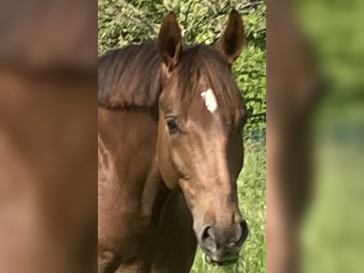 Oldenburg Gelding 9 years 17,1 hh Chestnut-Red in Nidda